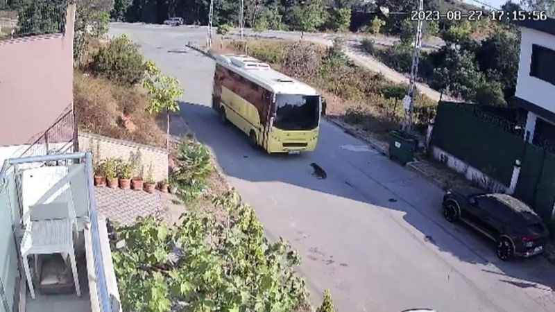 Tuzla’da özel halk otobüsü yolda yatan köpeği ezdi