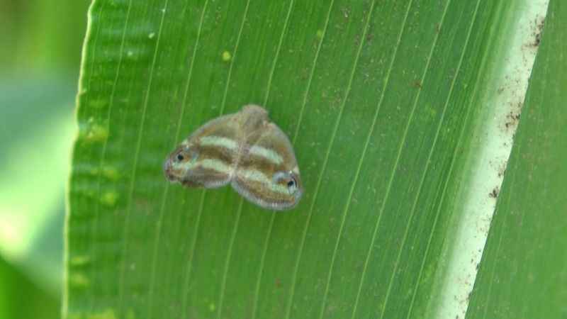 Karadeniz'de Vampir Kelebek istilası