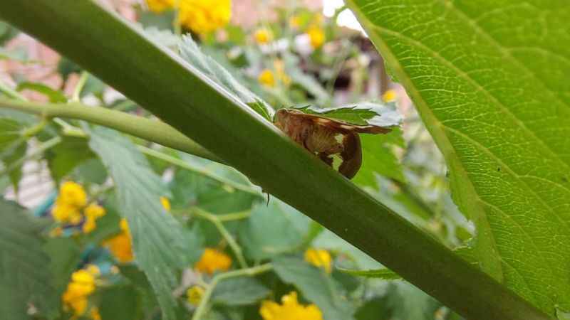 Karadeniz'de Vampir Kelebek istilası