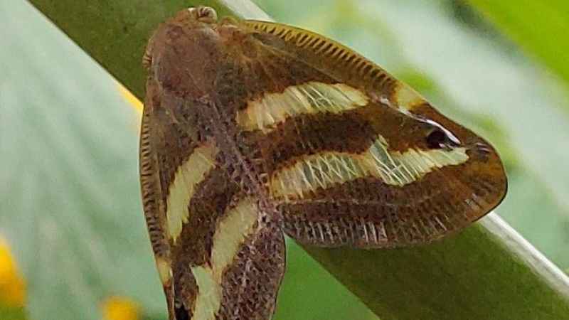 Karadeniz'de Vampir Kelebek istilası