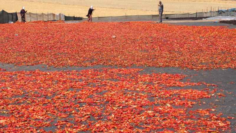 Şanlıurfa’da isotun acı serüveni başladı