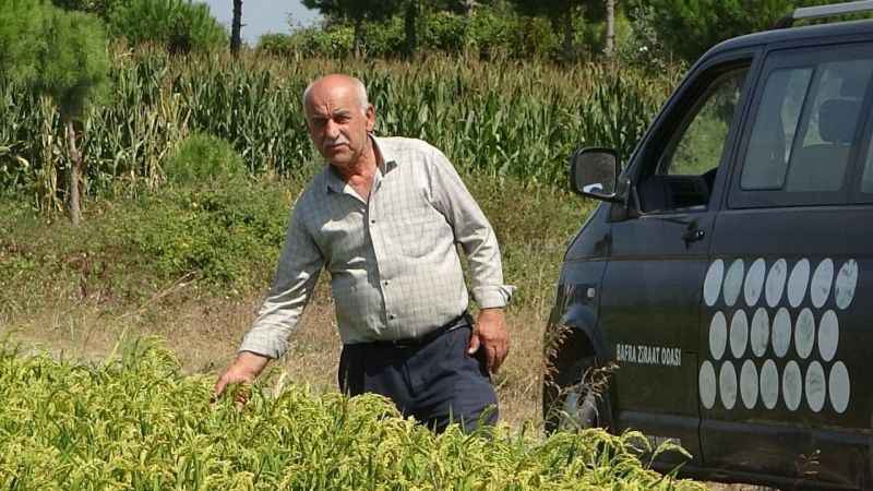 Çeltik üreticileri açıklanacak fiyatları bekliyor