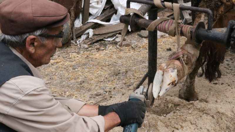 İneklere manikür - pedikür yapıyor