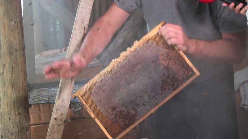 Macahel balı Anzer Balı'na rakip oluyor