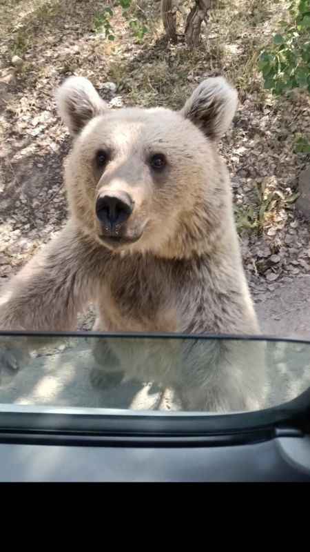 Ayı kendisine şeker veren vatandaşa saldırdı