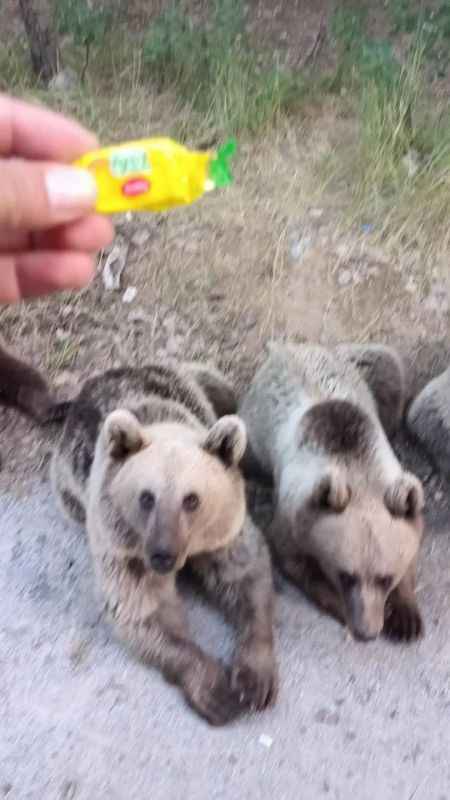 Ayı kendisine şeker veren vatandaşa saldırdı