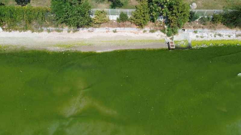Kapatılan Florya Sahili'nde deniz yeşile büründü