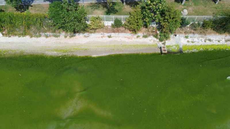 Kapatılan Florya Sahili'nde deniz yeşile büründü