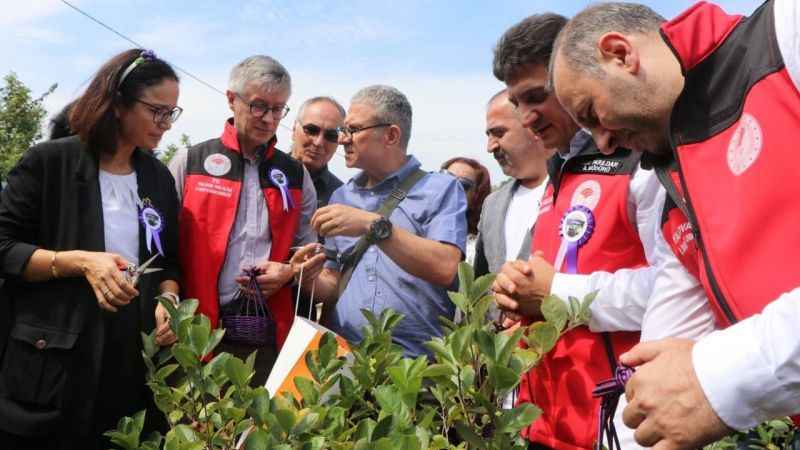 Yalova’nın coğrafi işaretli meyvesi aronyada hasat sevinci