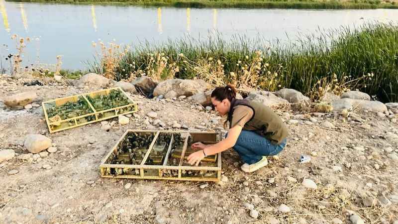 Irak'tan Şırnak’a yasa dışı yollarla getirilen bin 600 saka kuşu koruma altına alındı