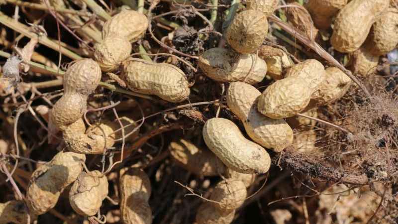 Adana'da 105 bin ton yer fıstığı rekoltesi bekleniyor