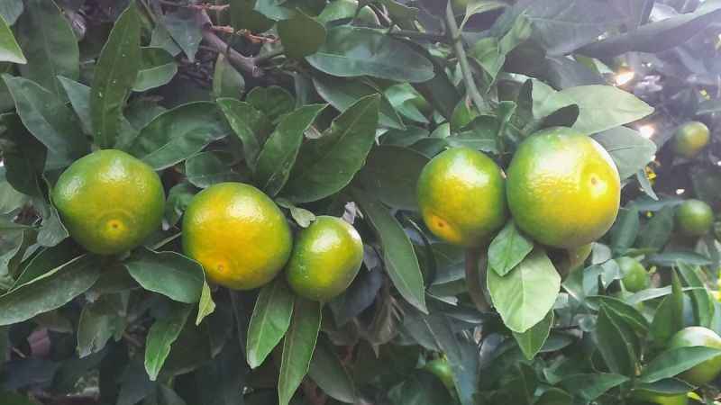 Hatay’da mandalina hasadı başladı