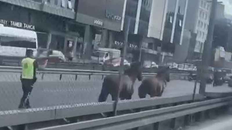 D-100 Karayolu’nda koşan başı boş atlar trafiği birbirine kattı