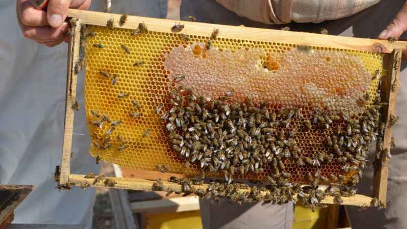 Antalya’da bal rekoltesi düştü, kilogramı 800 liraya kadar çıktı