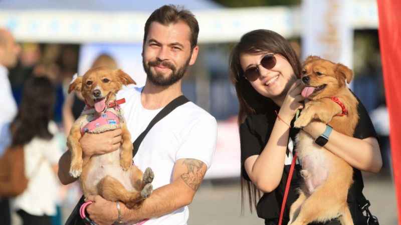 En güzel patiler Pamukkale'de görücüye çıktı