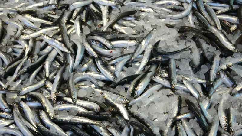 Bolu’da hamsinin fiyatı 40 lira birden düştü