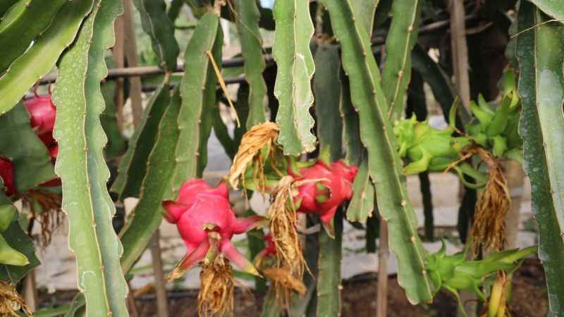 Tropikal meyve olan 'Ejder'in Bilecik'te ilk hasadı yapıldı