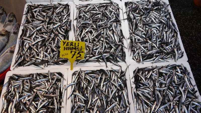Hamsi sezonu erken başladı ancak ihracata yansımadı