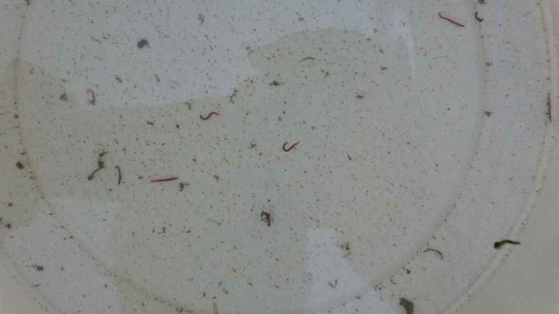 Adıyaman'da musluklardan kurtçuk aktı