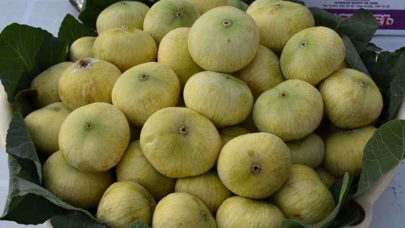 Mersin’de incirde rekolte sevinci