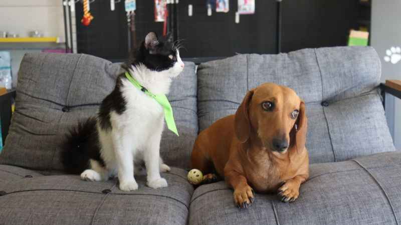 Türkiye kuduz için ‘en riskli ülkeler’ kategorisinde