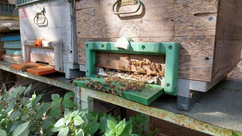 Zeytinburnu'nda bal toplama hasadı yapıldı