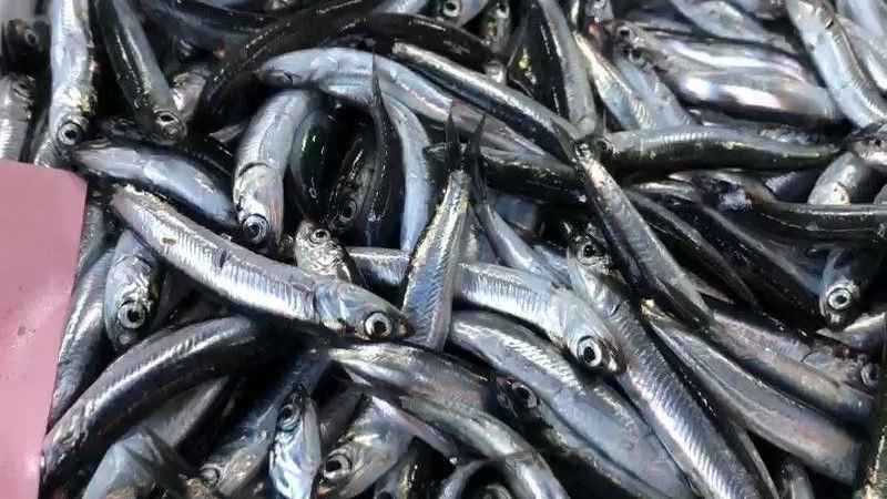 Sezonun ilk yerli hamsisi 100 TL’den tezgahtaki yerini aldı