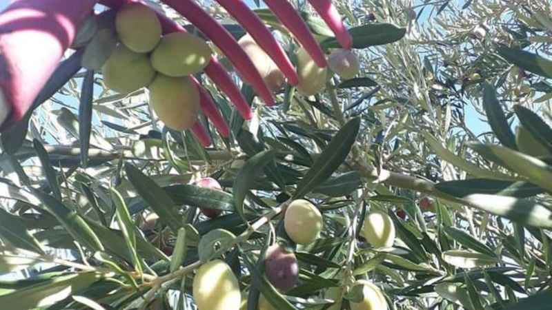 Mut’ta zeytin hasadı başladı