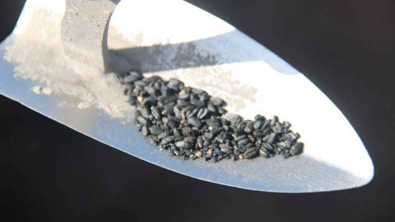 Bu buğday taneleri tarihe ışık tutacak