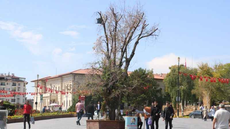 Sivas'ın sembolü ‘Tek Ağaç’ kurudu