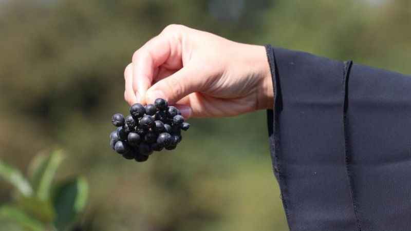 Bu meyvenin faydaları saymakla bitmiyor