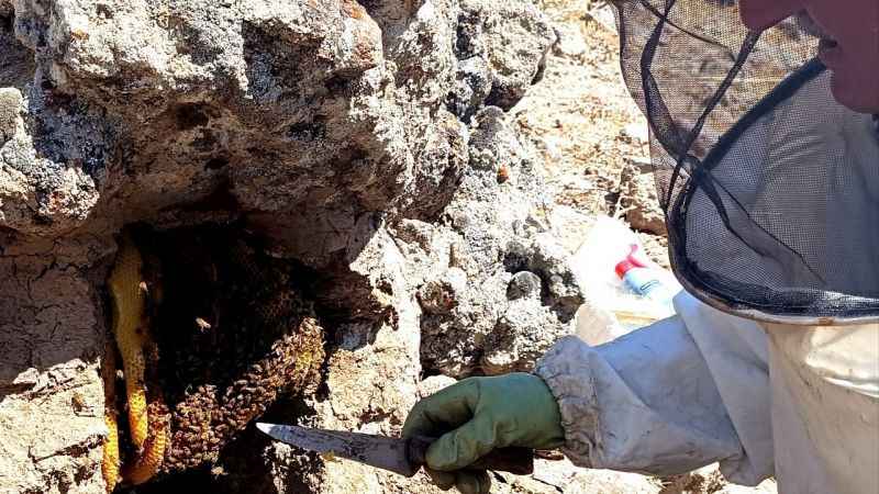 Dedesinden öğrendiği yöntemle balı 'taş'tan çıkarıyor