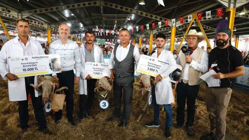 İnegöl'de küçükbaş hayvancılık festivali başlıyor