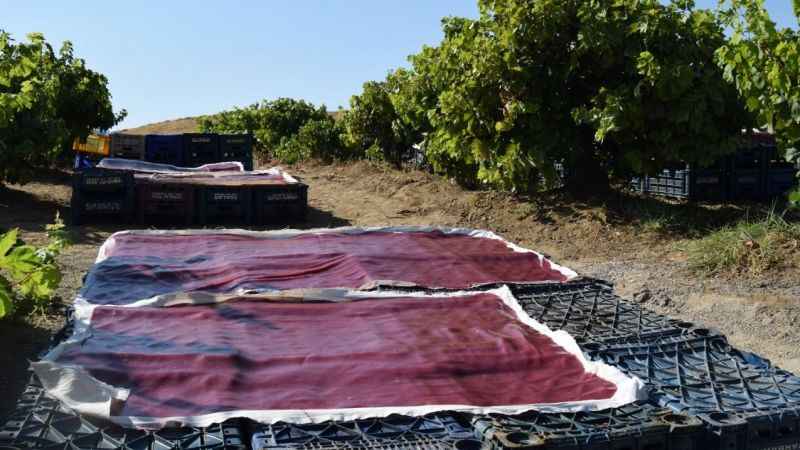 Ödüllü şef Ankara’yı bıraktı, köyünde orcik üretimine başladı