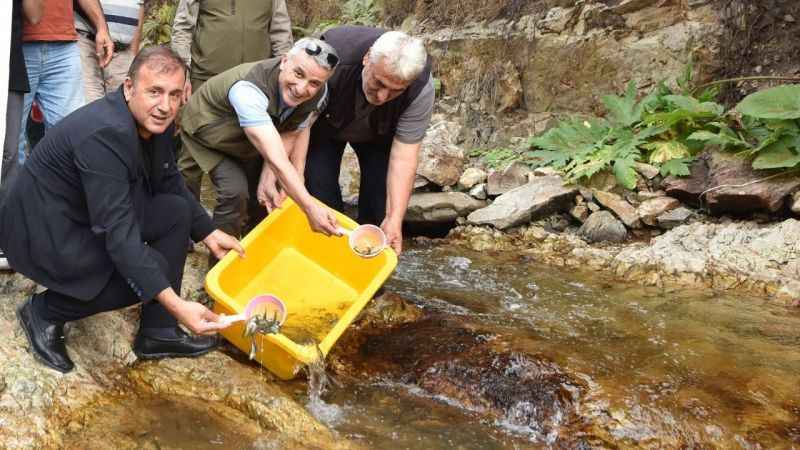Trabzon'da 5 bin kırmızı benekli doğal alabalık yavrusu bırakıldı