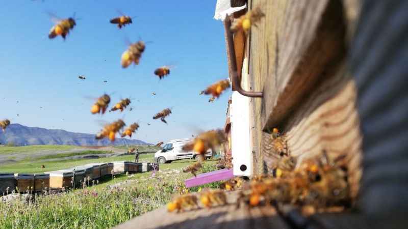 Şırnak’ta dört ayrı dağın zirvesinde en tatlı hasat başladı