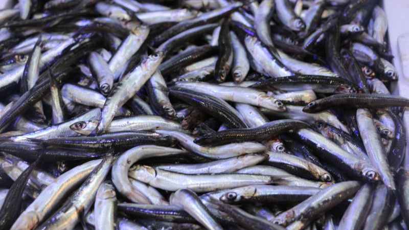 Balıkçılar denizlerin soğumasını bekliyor