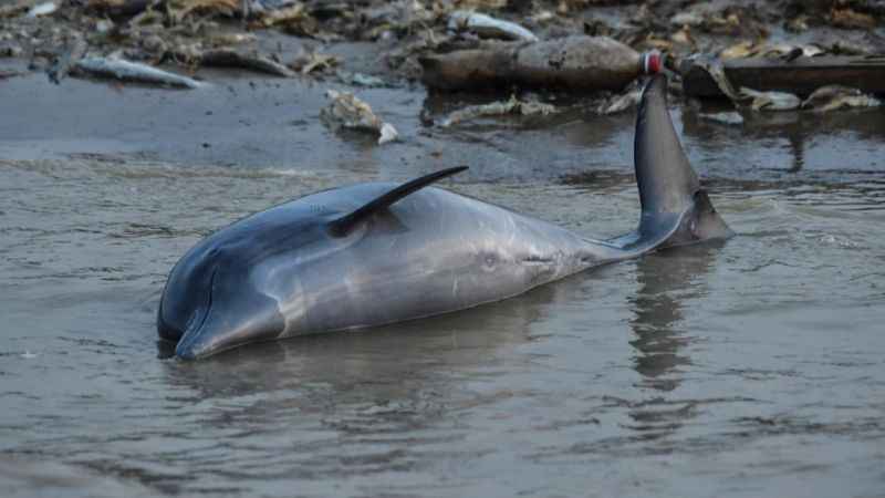 Brezilya Amazonları'nda yunus ölümleri devam ediyor