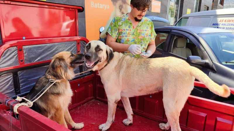 Muğla’da 62 bin 63 evcil hayvana mikroçip takıldı