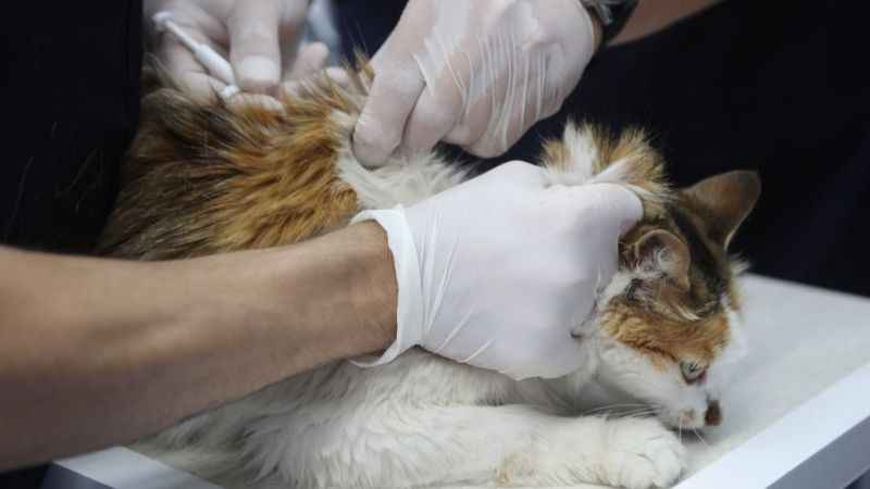 Muğla’da 62 bin 63 evcil hayvana mikroçip takıldı