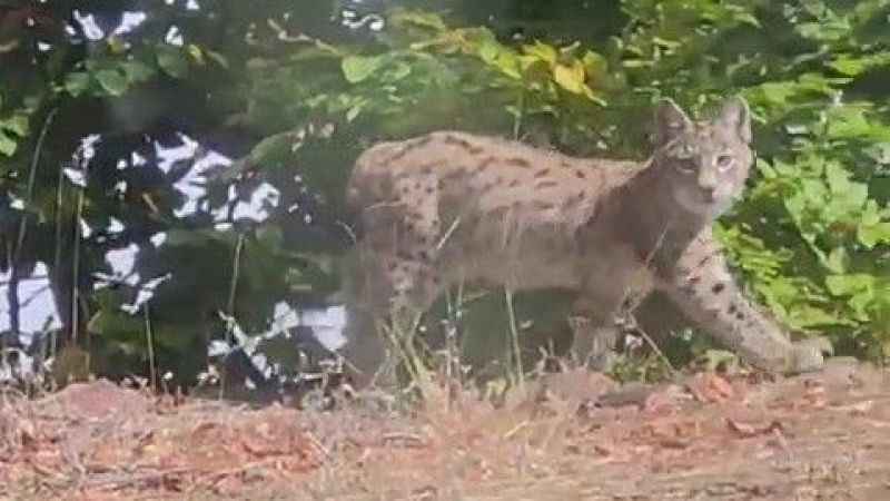 Tokat'ta nesli tükenme tehlikesi altında olan vaşak görüntülendi