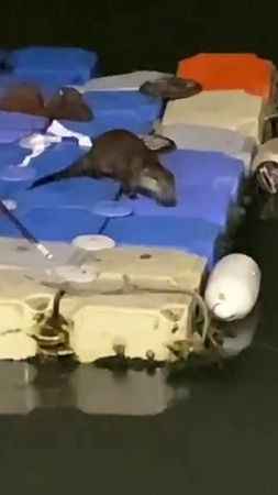 Tuzla Sahili’nde ortaya çıkan su samuru kamerada