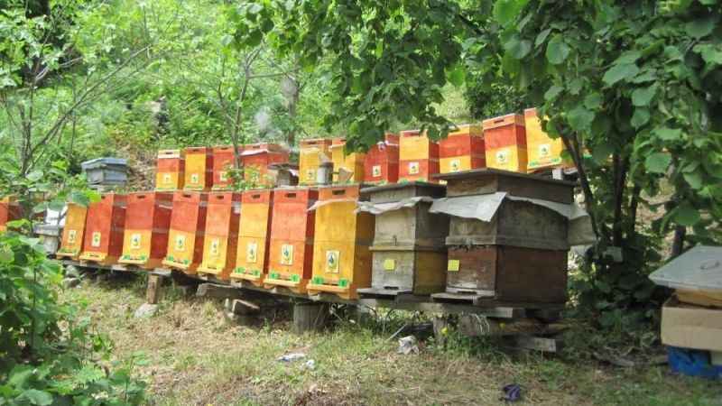 Bal ormanlarının sayısı 752'ye ulaştı