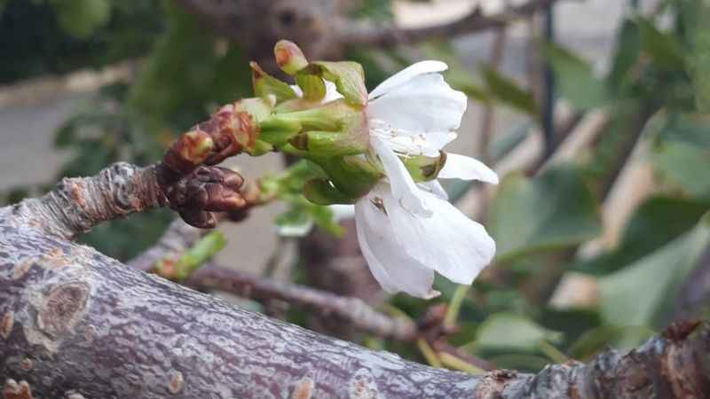 Erikten sonra kiraz ağacı da çiçek açtı