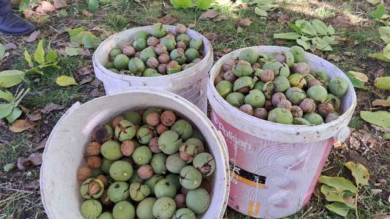 Adilcevaz cevizinin hasadına başlandı