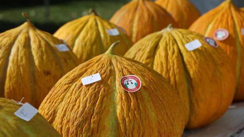 Muğla'da 'En güzel kavun' yarışması