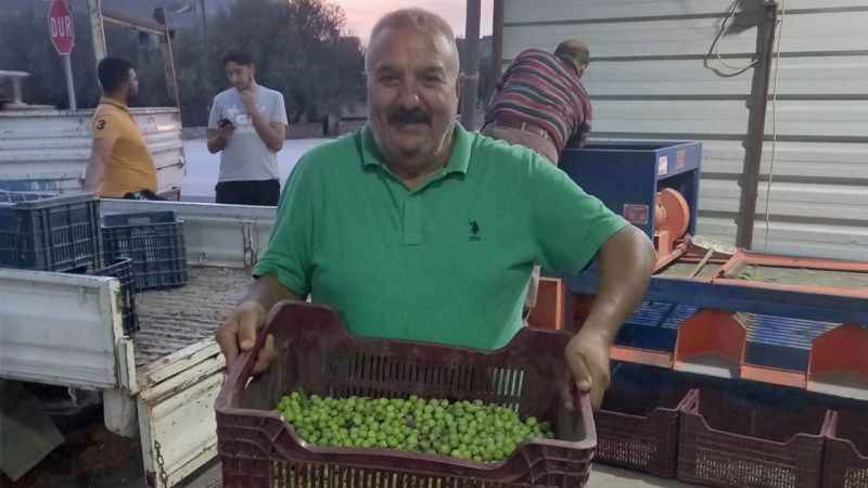 Mersin’de zeytin hırsızlığı çoğaldı, üreticiler bahçelerde nöbet tutuyor
