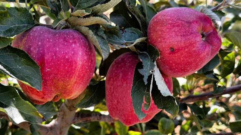 Tarlada 5 lira olan elmanın fiyatı markette 30 liraya kadar çıkıyor