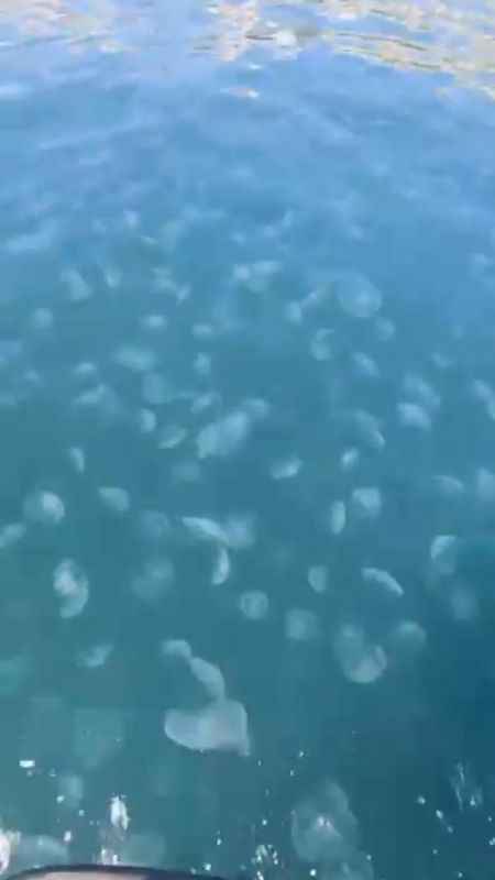 Marmara’nın güney kıyılarını denizanası istila etti