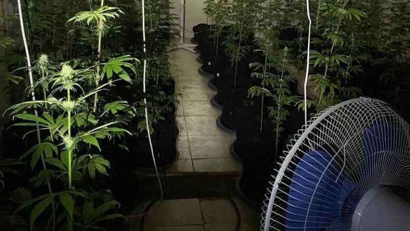 İklimlendirme sistemiyle Hint keneviri üretilen eve operasyon: 3 gözaltı